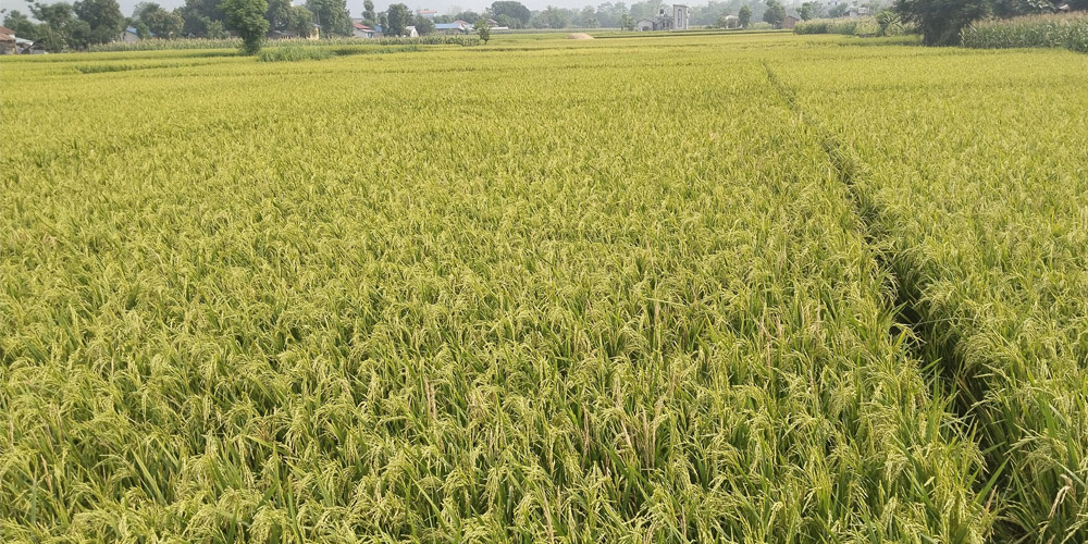 चैते धानकोे मूल्य नपाउँदा किसान निराश भएका छन्
